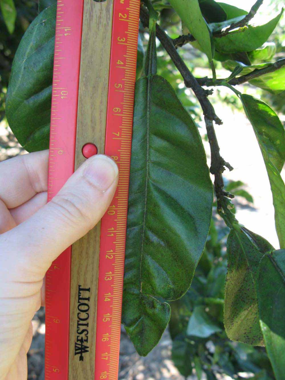              Unifoliolate leaf (Winter Haven, FL)       